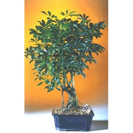 Paisaje Hawaiian Umbrella Bonsai Tree - Arboricola Schefflera Luseanne - Medium 1690388